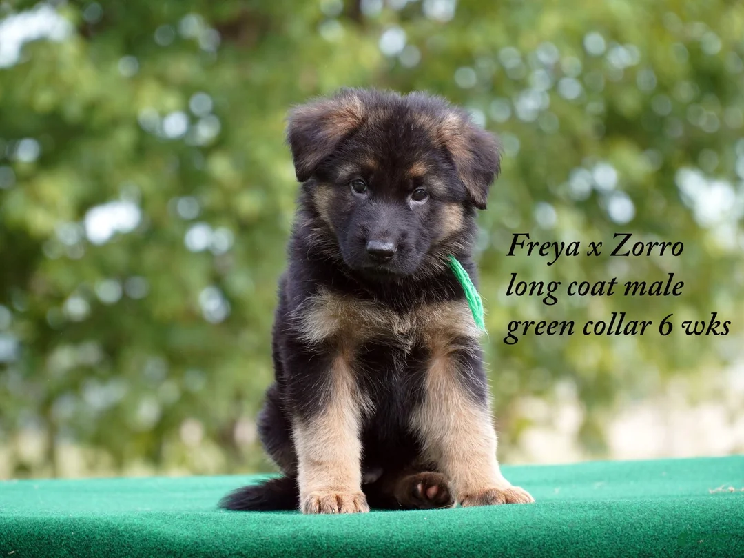 German Shepherd dogs for sale: German Shepherd orange collar male - Ad 1