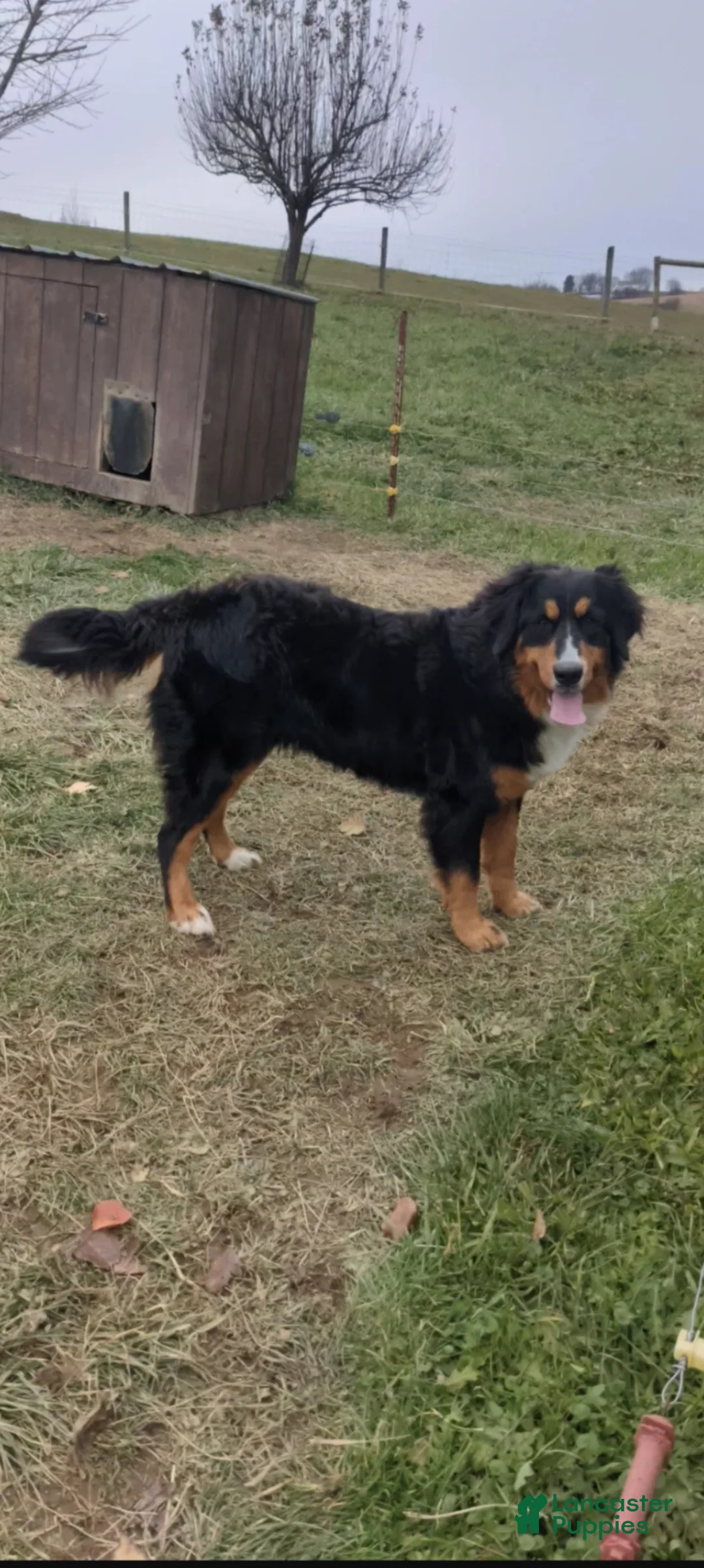 Bernese Mountain Dog dogs for sale: Max - Ad 6