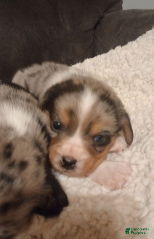 Mixed Breed dogs for sale: Jasper - Ad 2