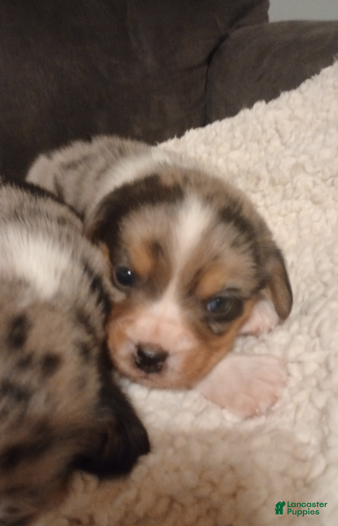Mixed Breed dogs for sale: Jasper - Ad 1