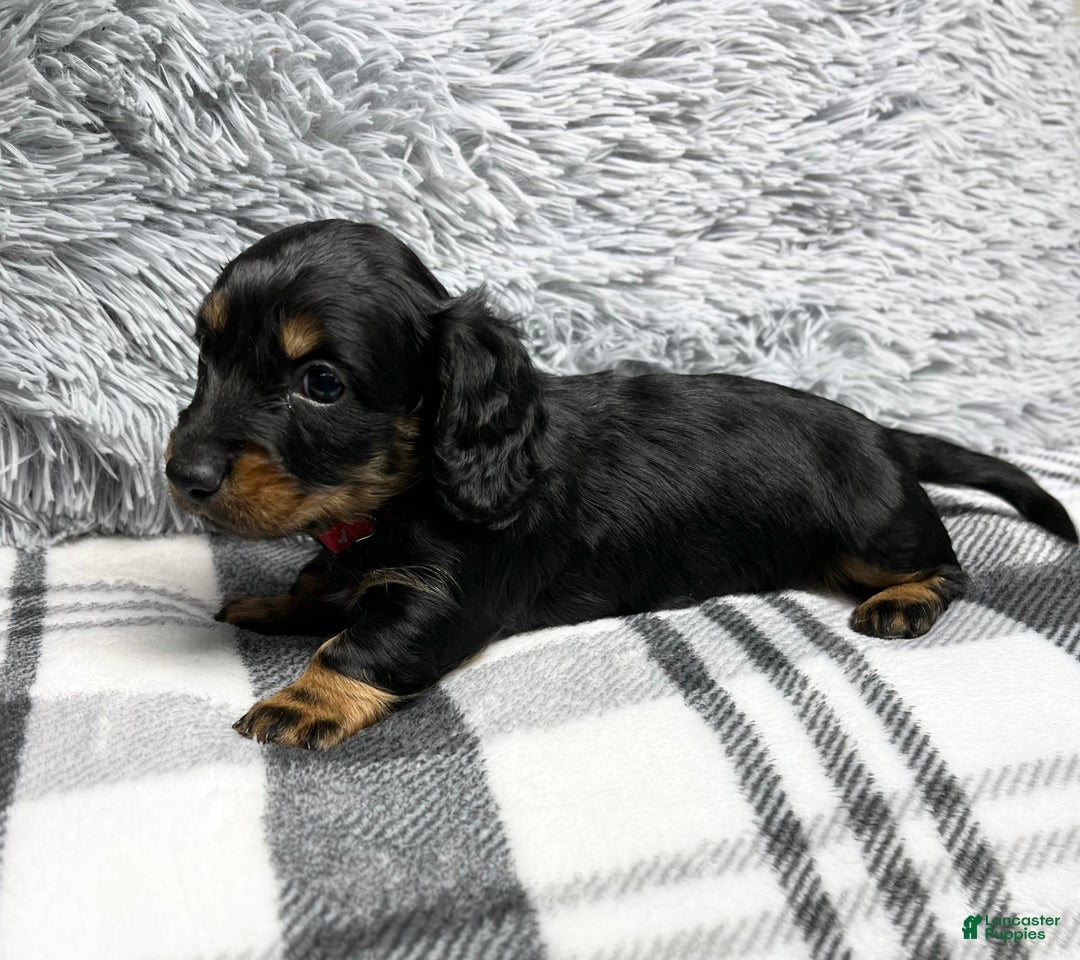 Dachshund dogs for sale: Little Bentley - Ad 2
