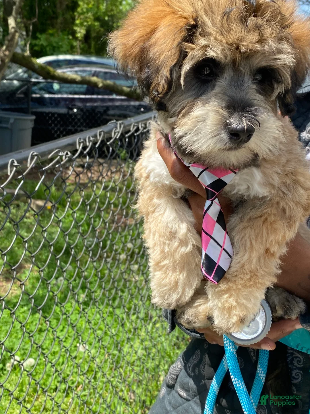 Gallery Image {{count}}