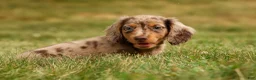 Miniature Dachshund dogs for sale: BUDDY - Ad 9