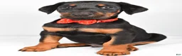 Doberman Pinscher dogs for sale: Lonnie - Ad 6