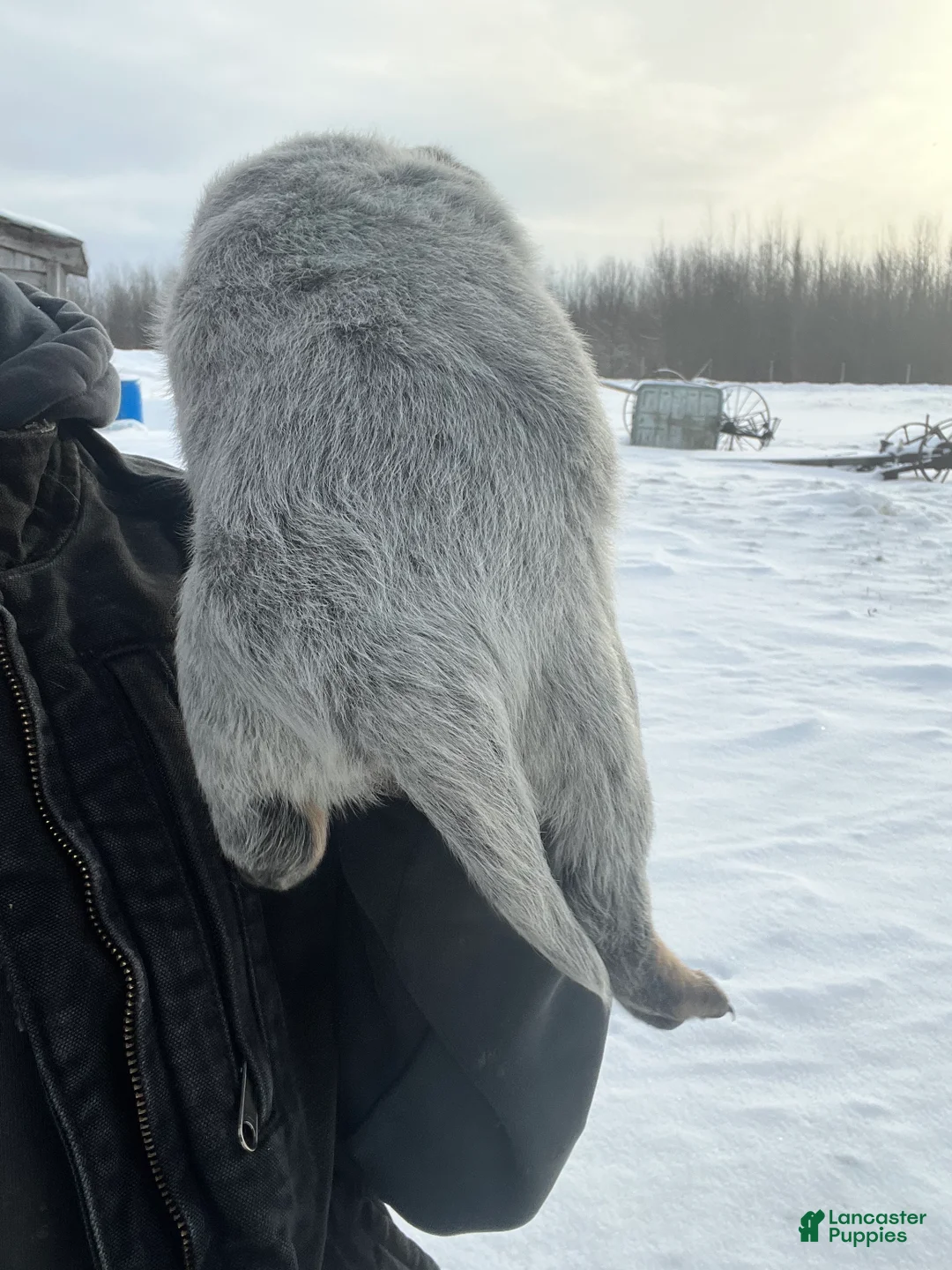 Australian Cattle Dog dogs for sale: Molly - Ad 2