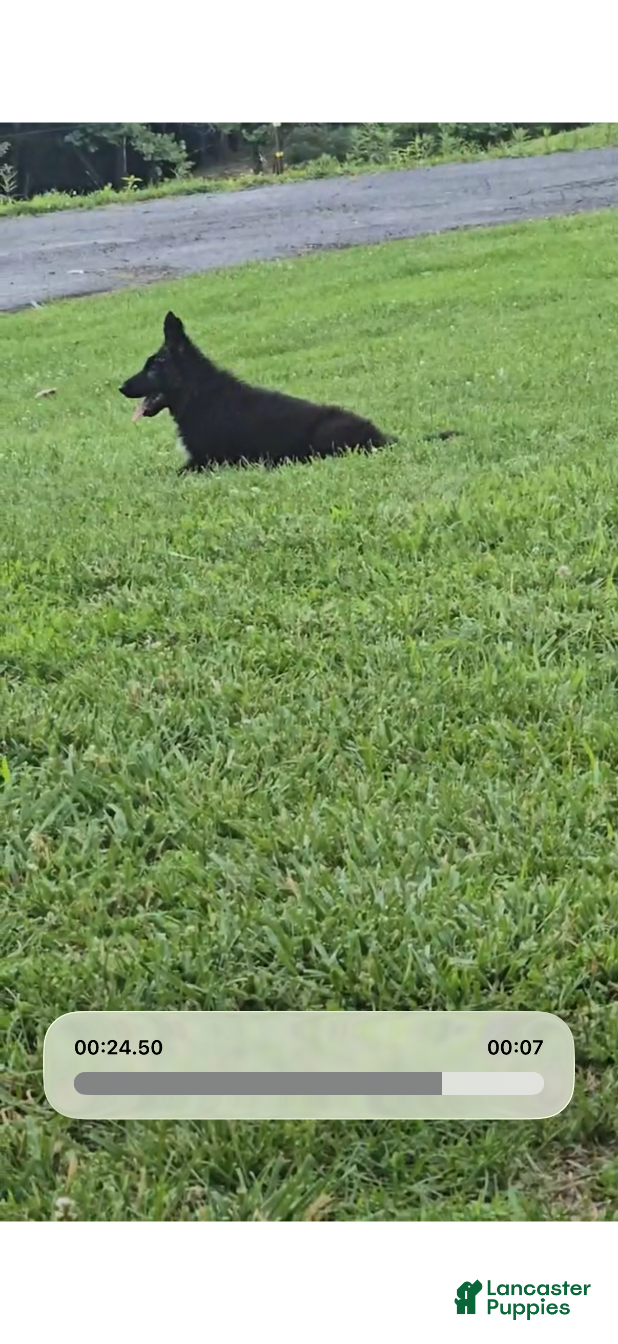 German Shepherd dogs Aurora  - Ad 1