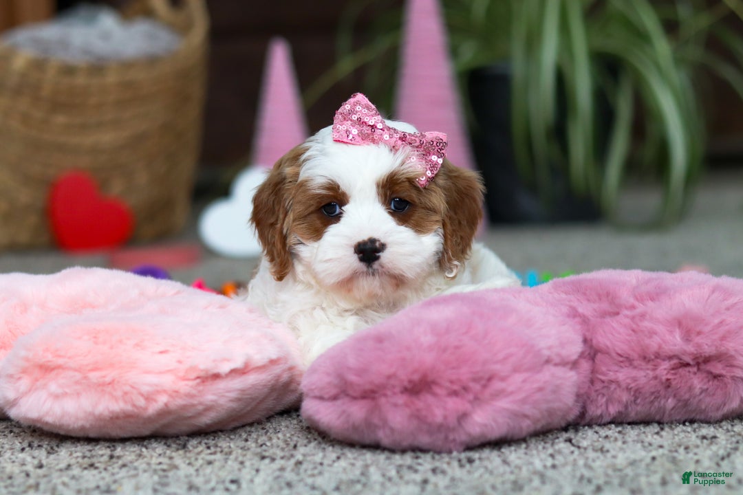 Cavapoo dogs for sale: Lucy - Ad 8