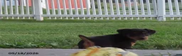 Miniature Pinscher dogs for sale: Butterscotch - Ad 4