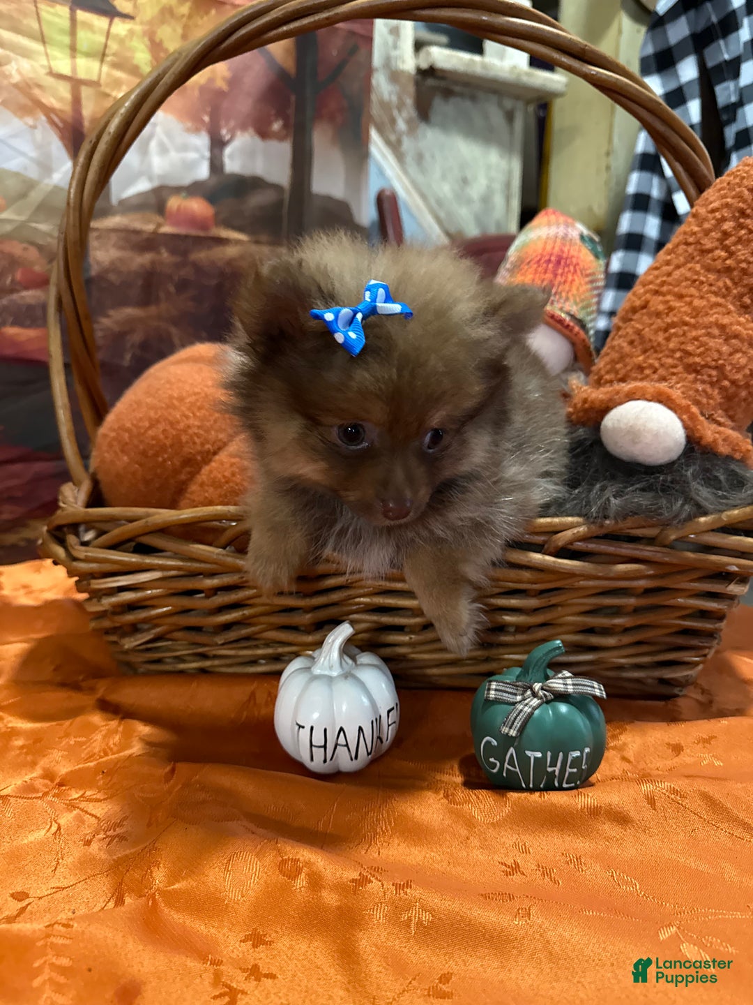 Pomeranian dogs for sale: Joy small - Ad 7