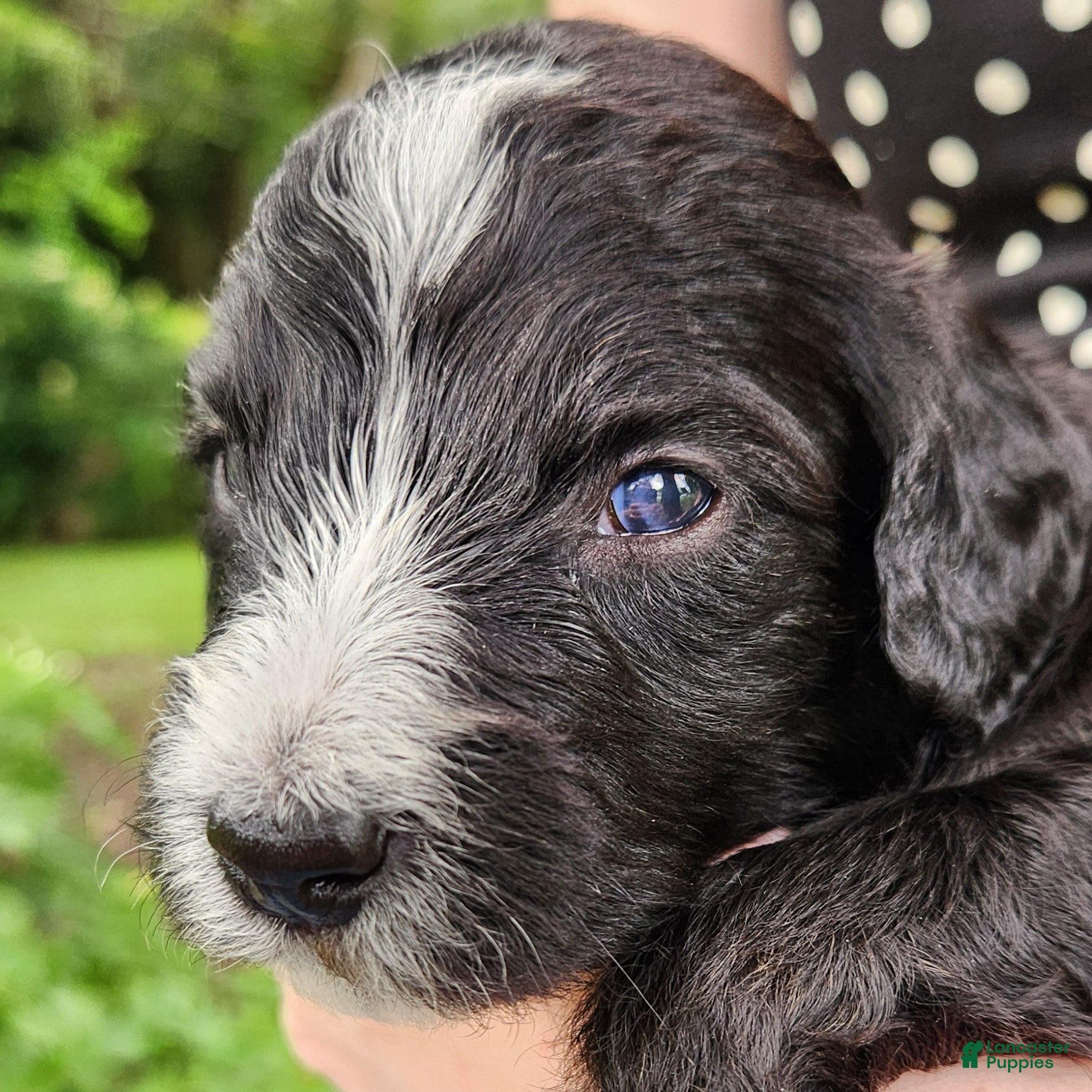 Mini Aussiedoodle dogs Snoopy - Male Tuxedo - Ad 1