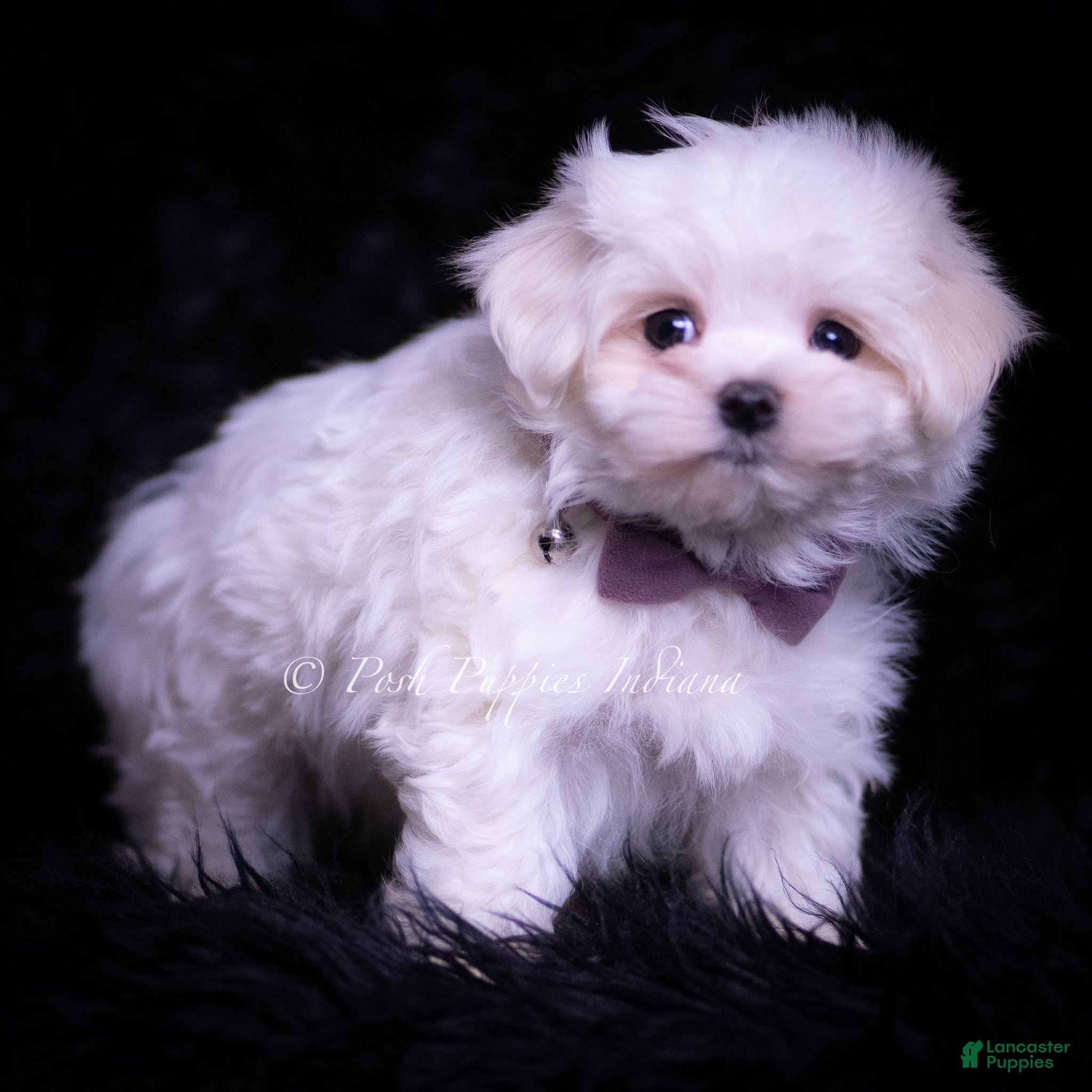 Maltese dogs Teeny - Ad 2