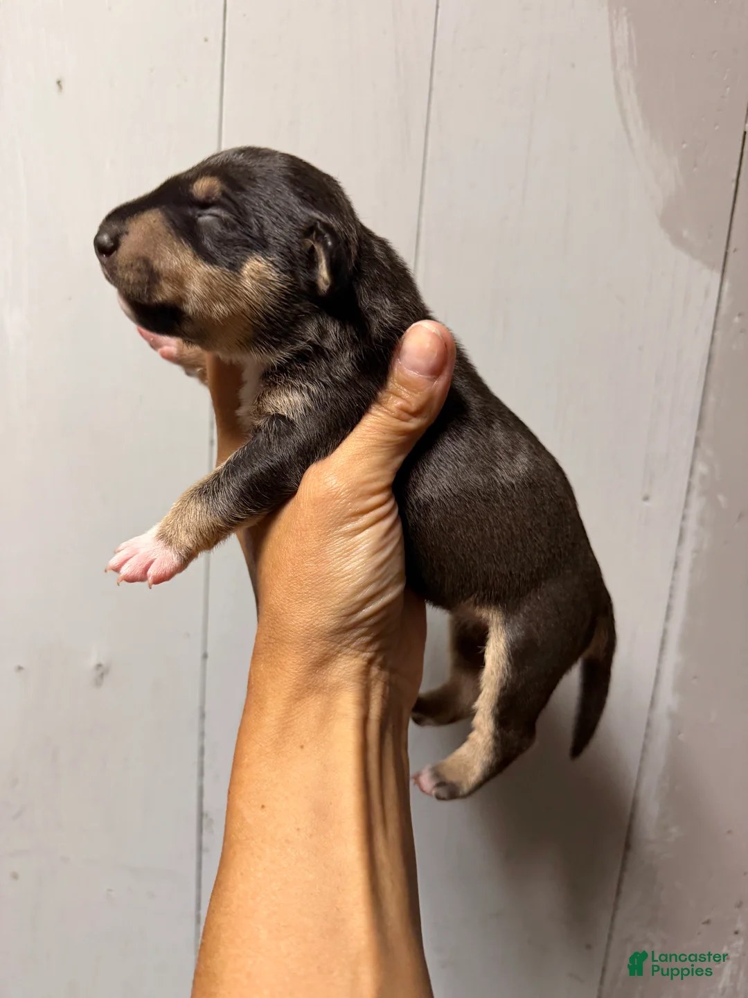 Miniature Bull Terrier dogs for sale: Athena  - Ad 1