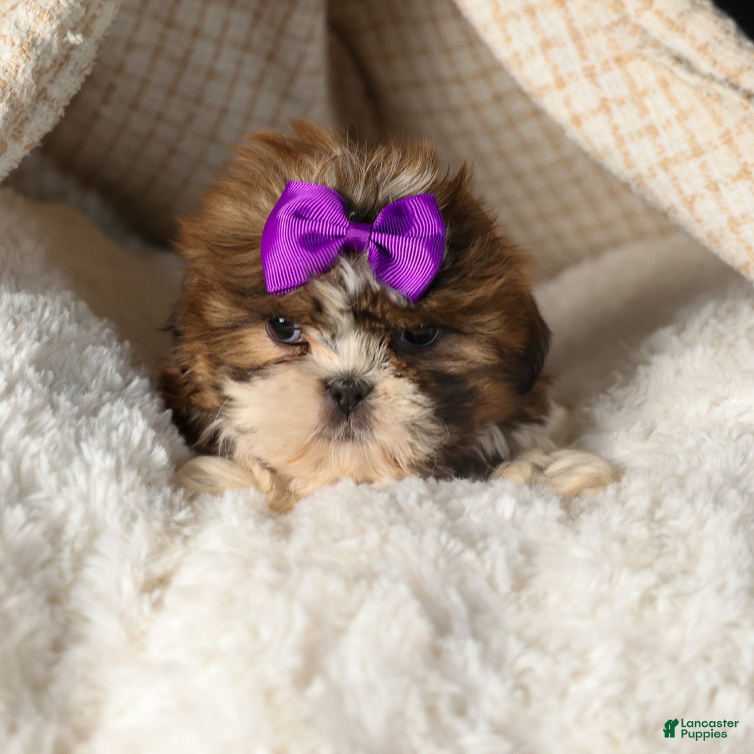 Shih Tzu dogs for sale: RUBY - Ad 5