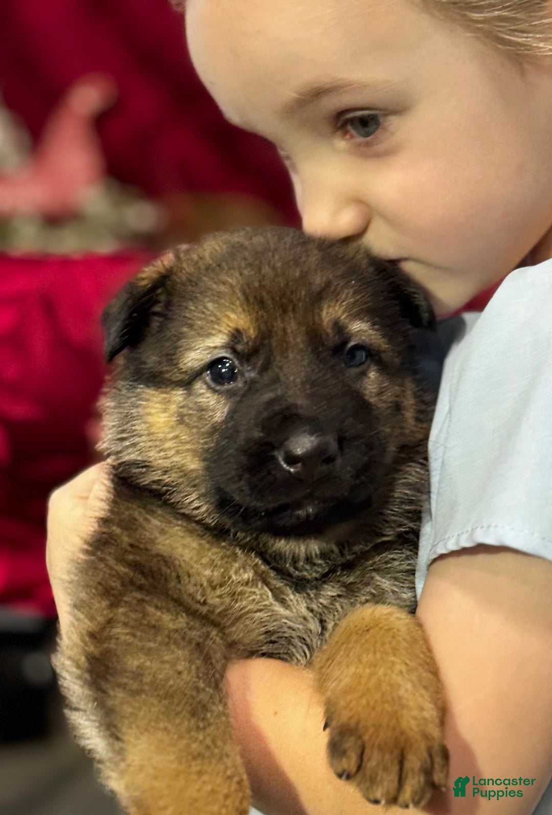 German Shepherd dogs for sale: Branson - Ad 7