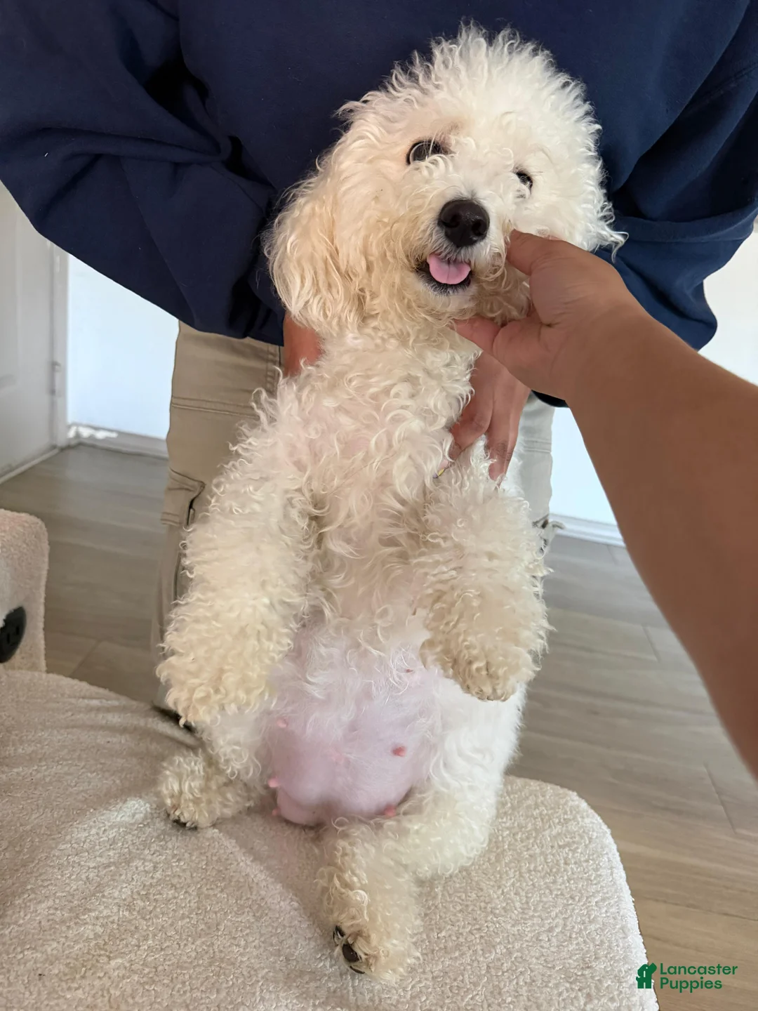 Bichon Frise dogs for sale: Bichon Frise Puppy 1 - Ad 2