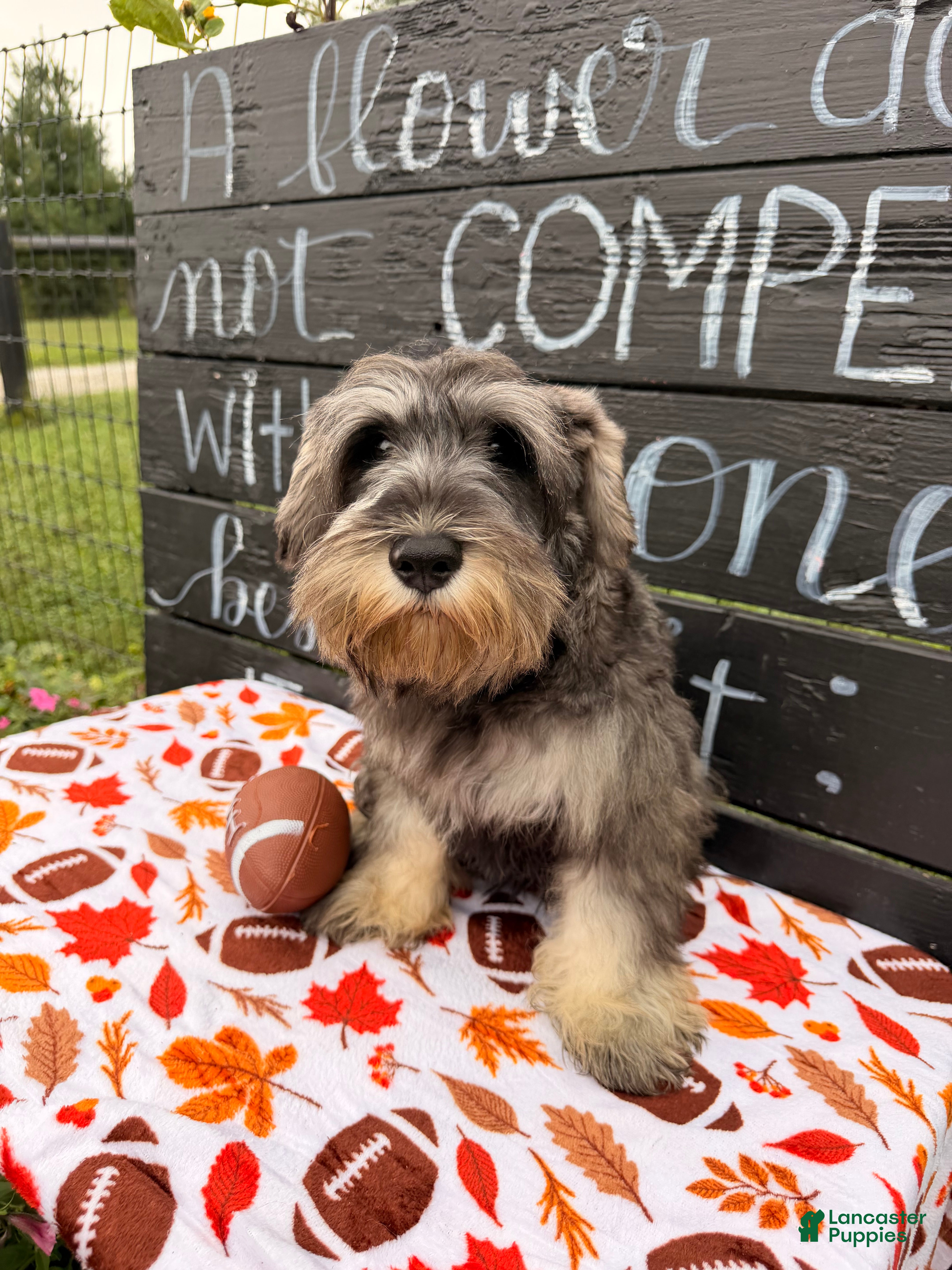 Miniature Schnauzer dogs Kenneth Miniature Schnauzer  - Ad 1
