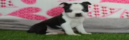 Boston Terrier dogs for sale: Quenny - Ad 2