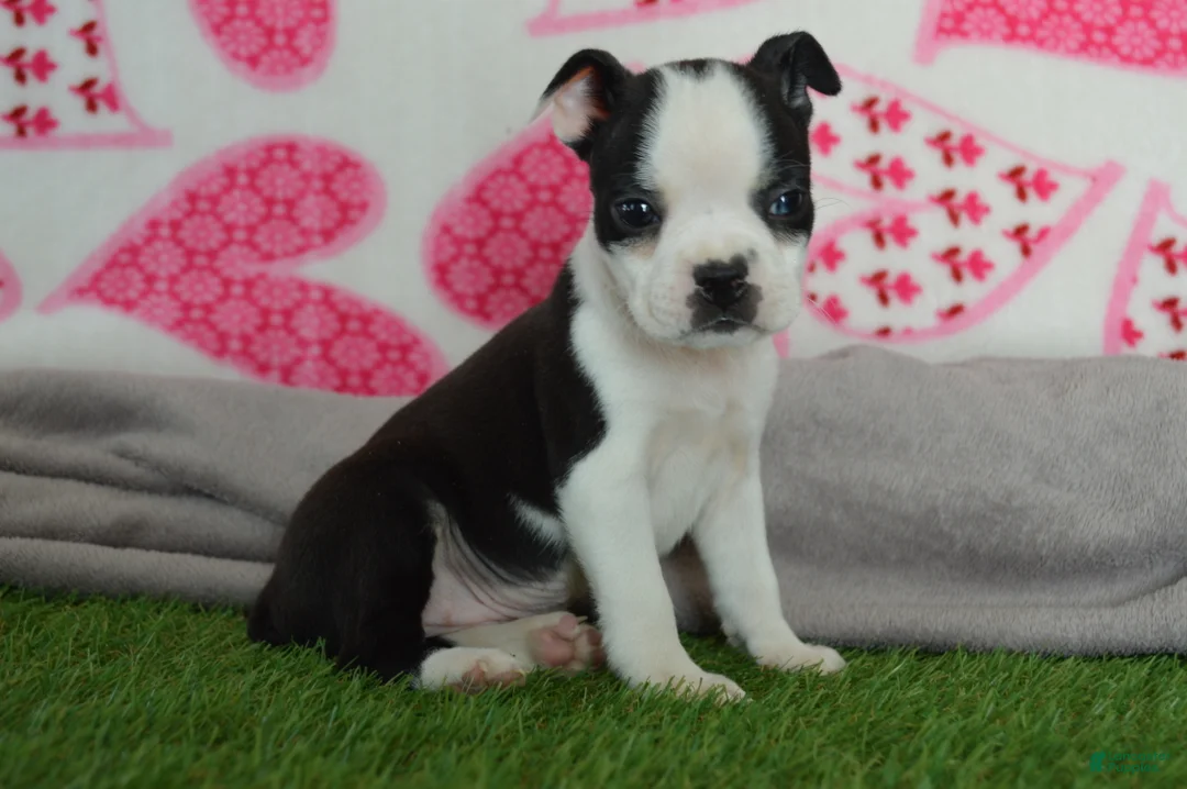 Boston Terrier dogs for sale: Quenny - Ad 2
