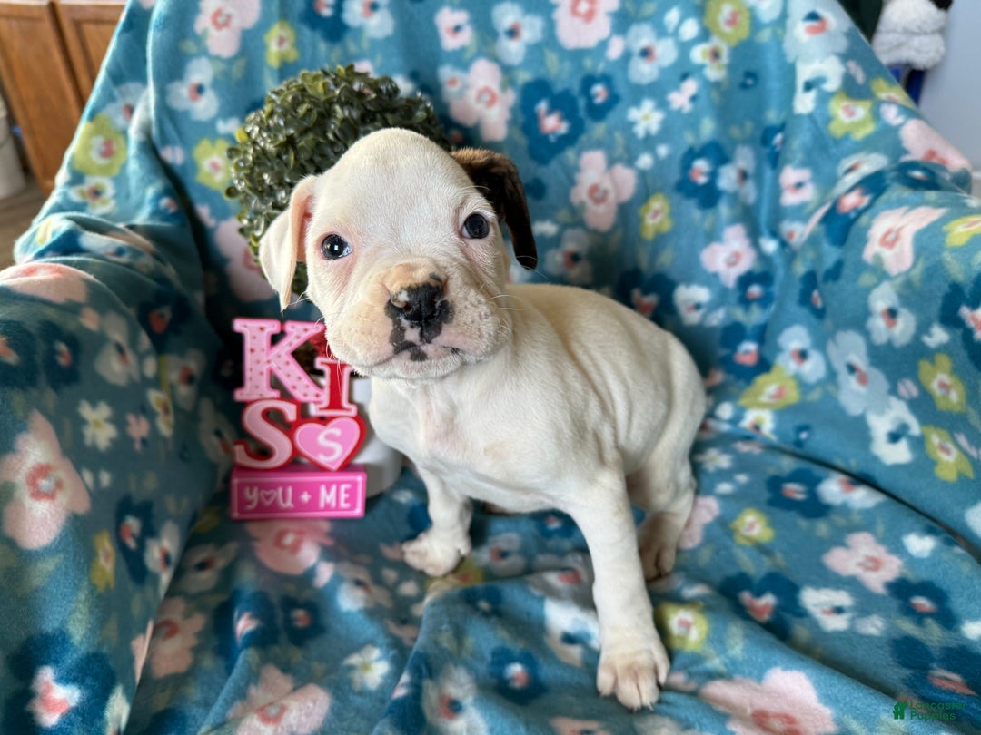 Boxer dogs for sale: Puddles - Ad 3