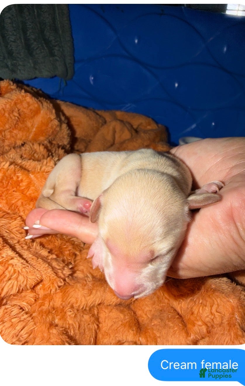 Miniature Dachshund dogs Praline - Ad 35