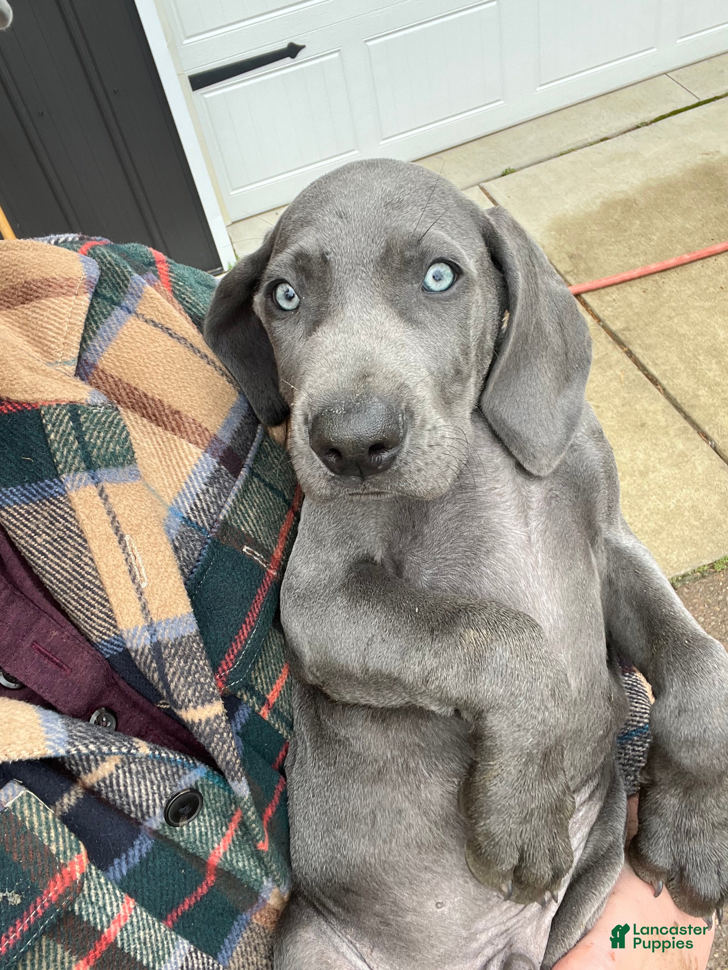 Weimaraner dogs Fred - Ad 2