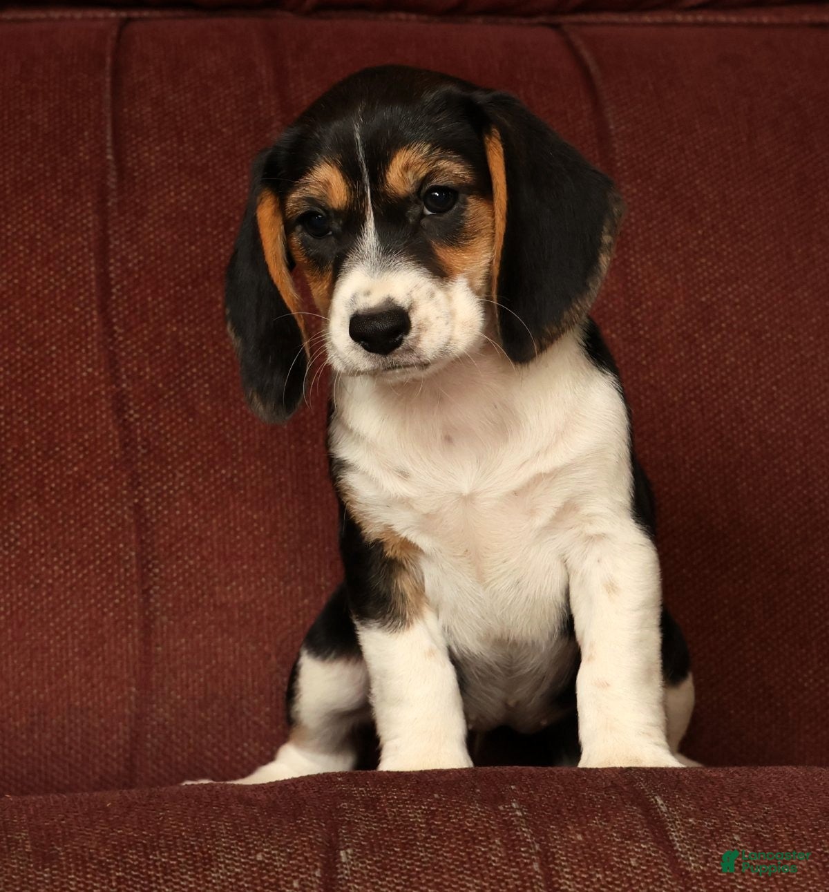 Beagle dogs for sale: Crystal - Ad 7