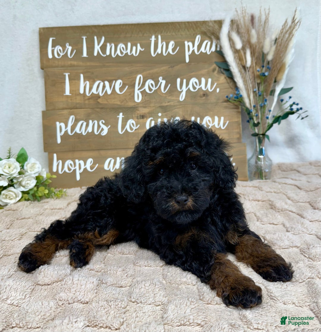 Toy Poodle dogs for sale: Bear - Ad 2