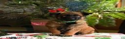 Belgian Malinois dogs for sale: Kiwi - Ad 2