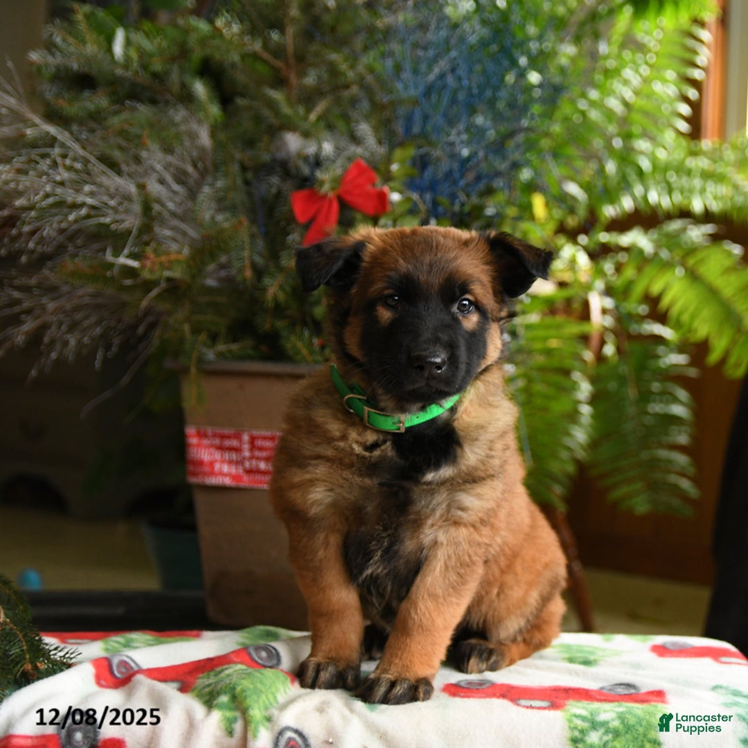 Belgian Malinois dogs for sale: Kiwi - Ad 2