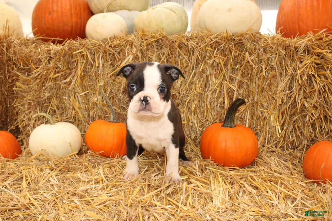 Boston Terrier dogs for sale: Jeremy - Ad 2