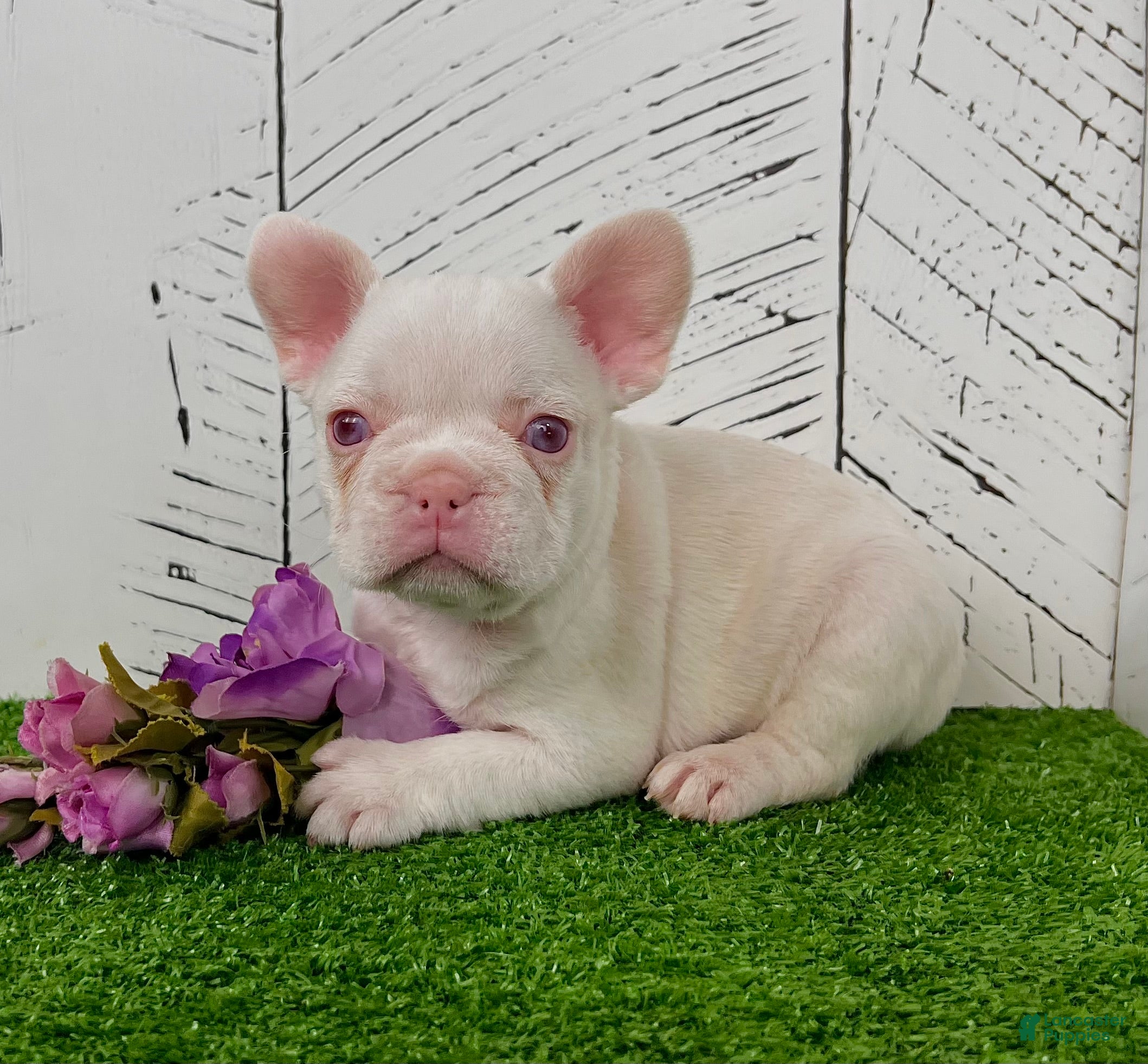 French Bulldog dogs Bella Pink  - Ad 34
