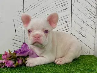French Bulldog dogs Bella Pink - Ad 13