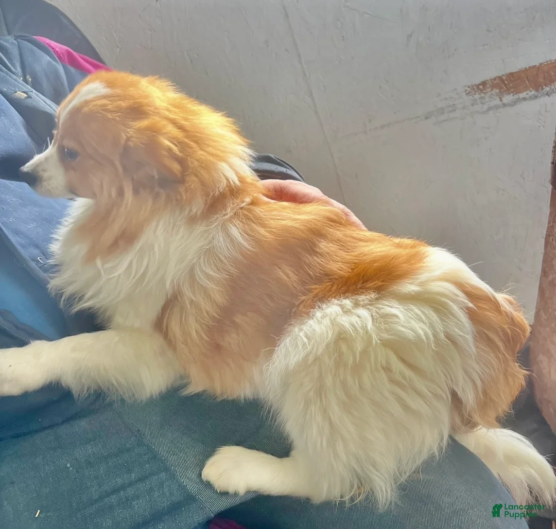 Pomeranian dogs for sale: Walter - Ad 7