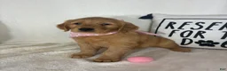 Golden Retriever dogs for sale: Sandy - Ad 5