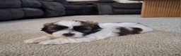 Shih Tzu dogs for sale: Bella - Ad 7