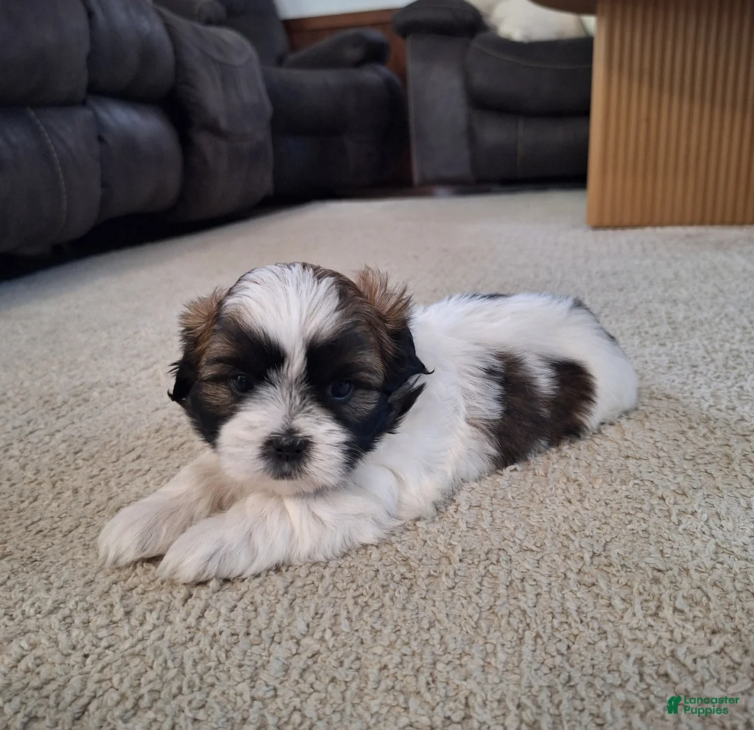 Shih Tzu dogs for sale: Bella - Ad 7