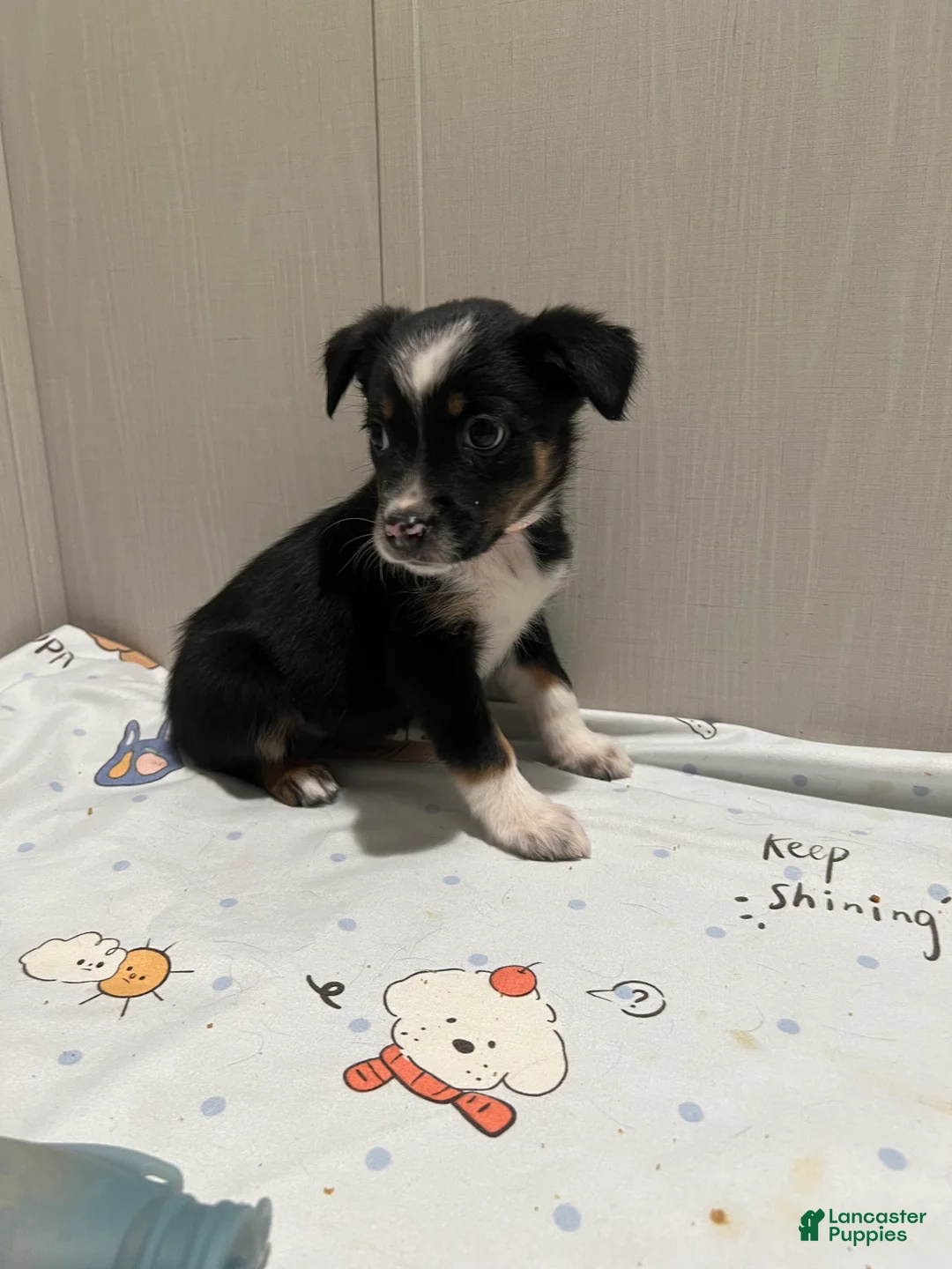 Mixed Breed dogs for sale: Mistletoe  - Ad 2