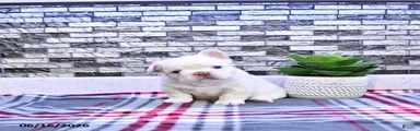 Pierre