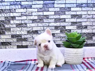 French Bulldog dogs for sale: Pierre - Ad 2
