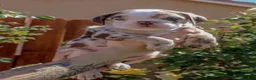English Bulldog dogs for sale: English Bulldog 1 - Ad 4