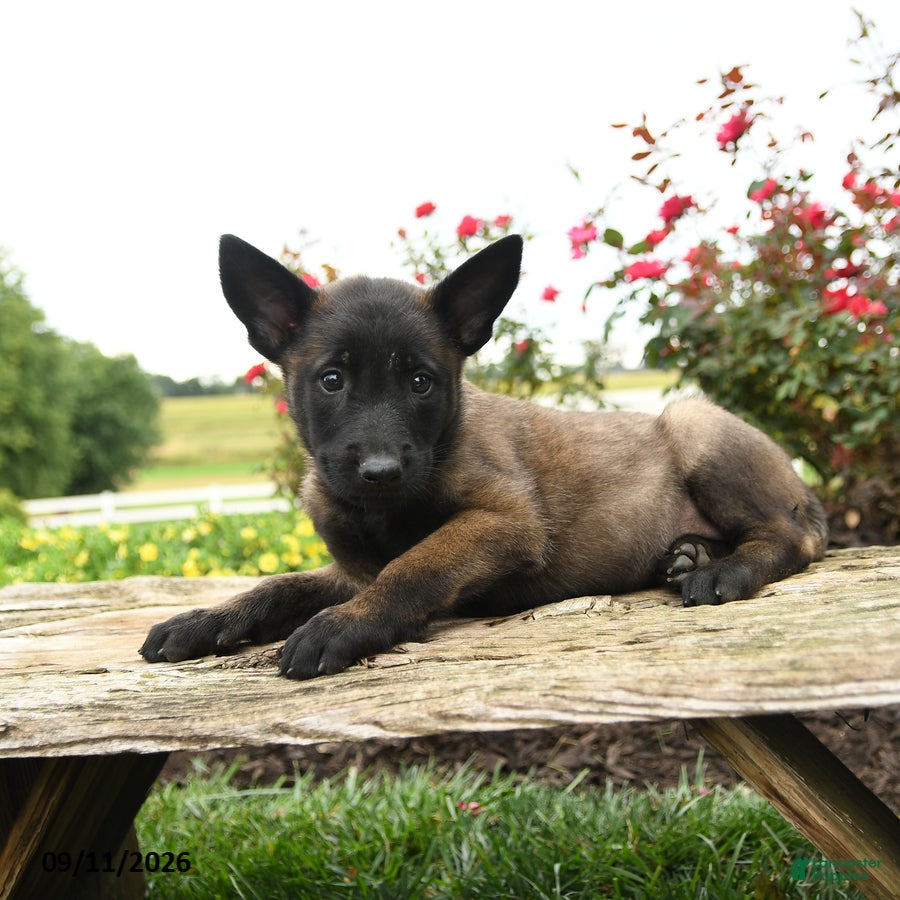 Belgian Malinois dogs Maya - Ad 2