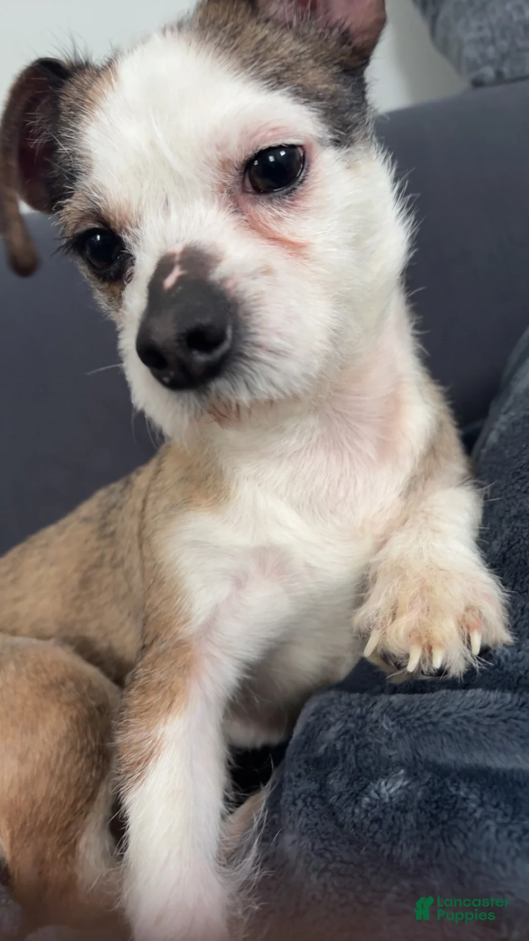 Mixed Breed dogs for sale: Milo  - Ad 1