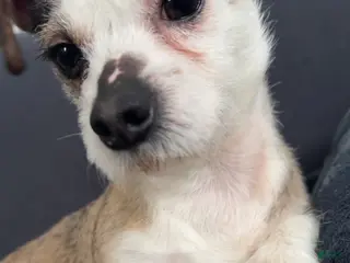 Mixed Breed dogs Milo - Ad 2