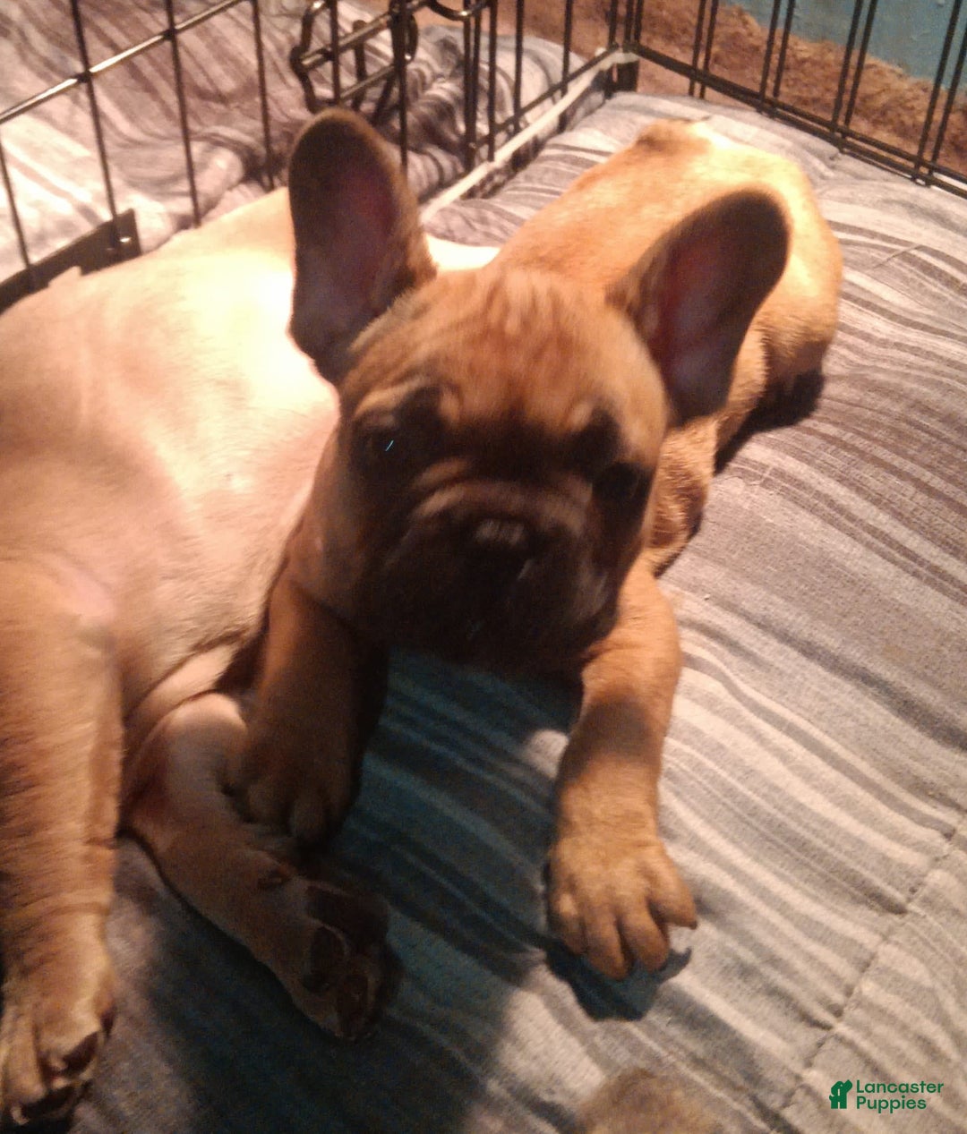 Gallery Image {{count}}