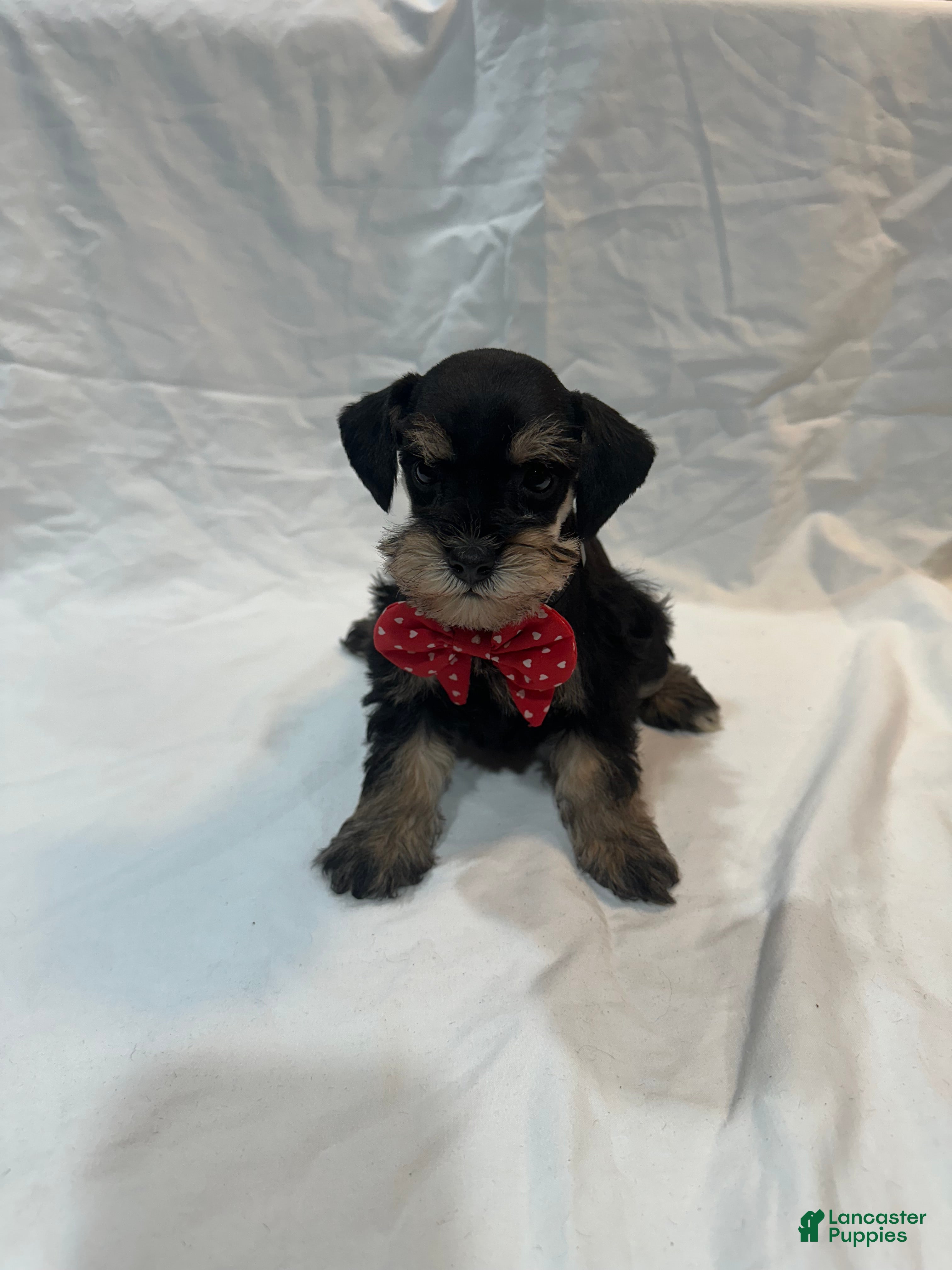 Miniature Schnauzer dogs Ellie - Ad 1