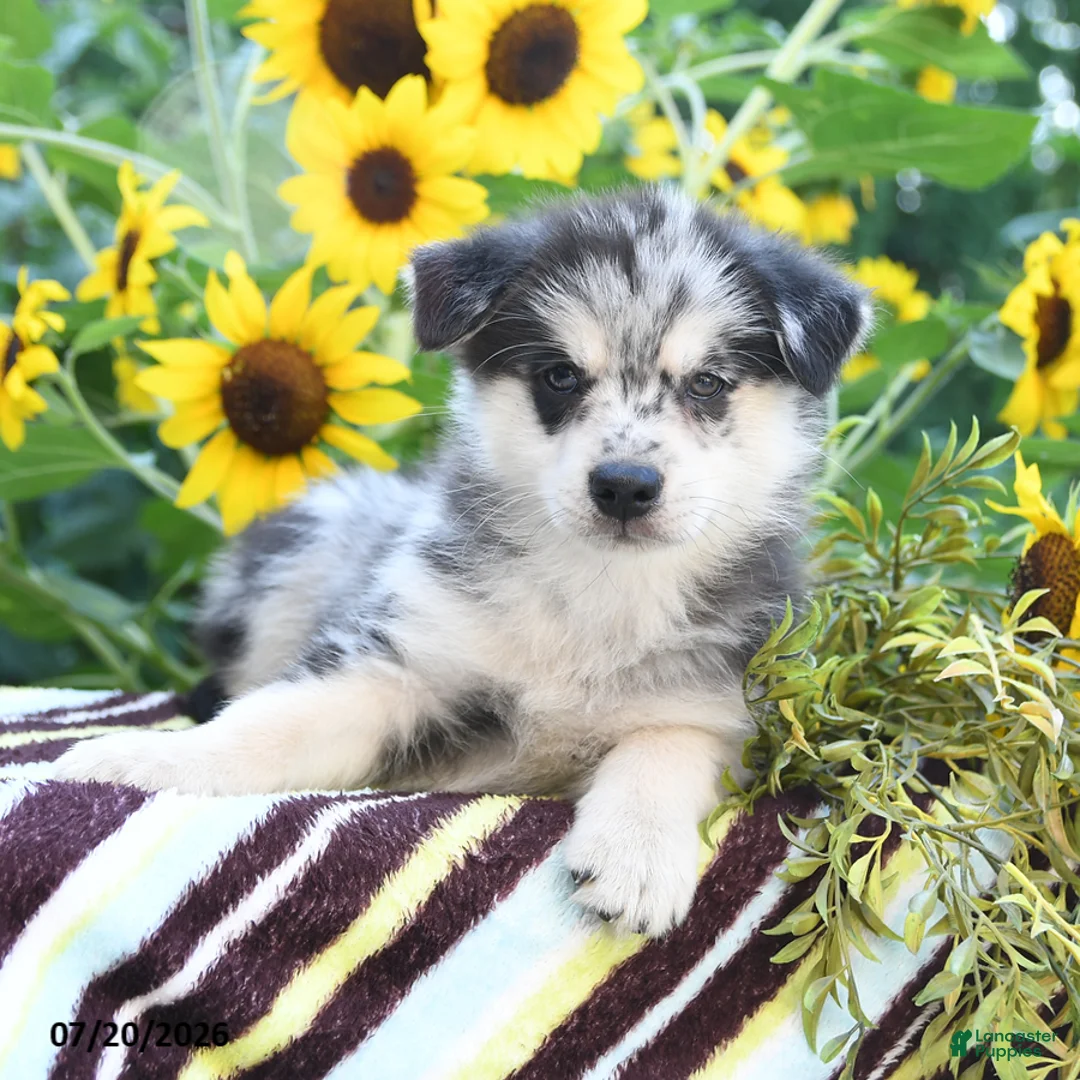 Pomsky dogs for sale: Arthur - Ad 1