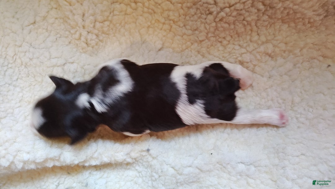 Miniature Schnauzer dogs for sale: Miniature Schnauzer Girl 2 - Ad 2