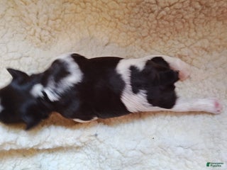 Miniature Schnauzer dogs Miniature Schnauzer Girl 2 - Ad 26