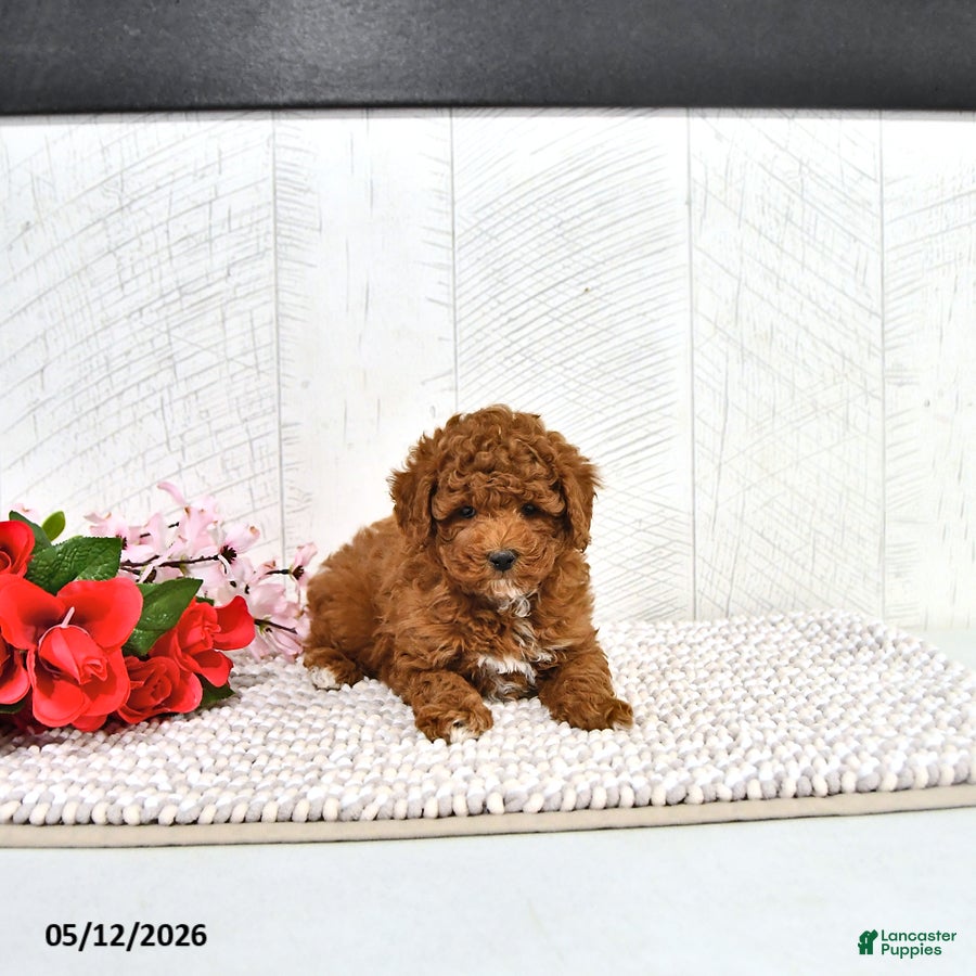 Miniature Poodle dogs Kaiden - Ad 2