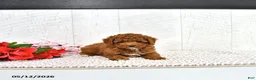 Miniature Poodle dogs for sale: Kaiden - Ad 6